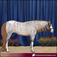 Horse Color:Liver Red Roan Appaloosa