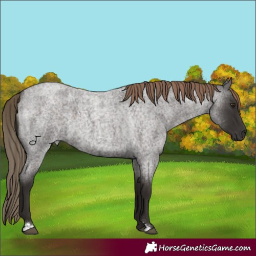 Horse Color:Liver Red Roan 