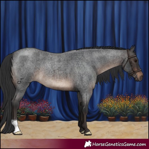 Horse Color:Brown Roan 