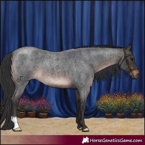 Horse Color:Brown Roan 