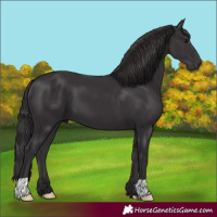 Horse Color:Smoky Black