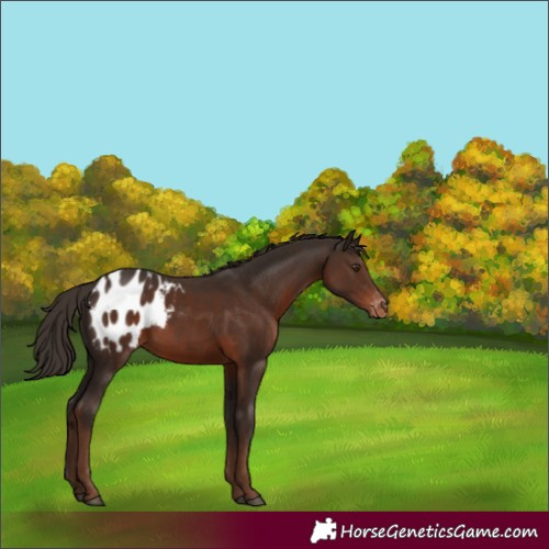 Horse Color:Liver Chestnut Appaloosa