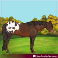 Horse Color:Liver Chestnut Appaloosa