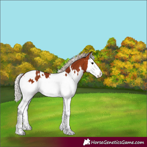 Horse Color:White Spotted Chocolate Silver Brown Splash 