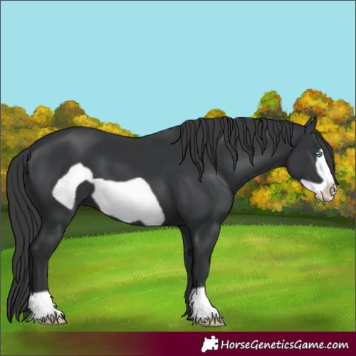 Horse Color:Black Frame 
