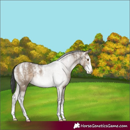 Horse Color:Powder White Brown Dun 