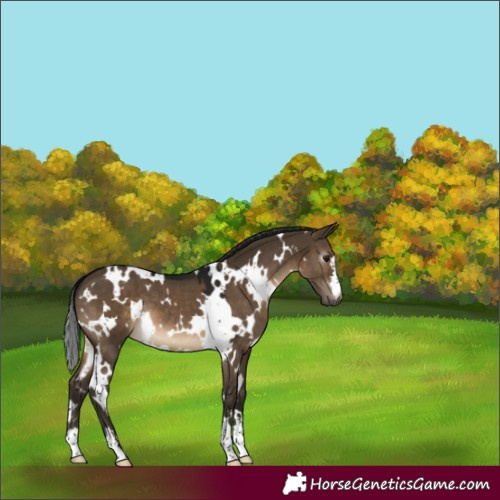Horse Color:Gray White Spotted Brown Dun 