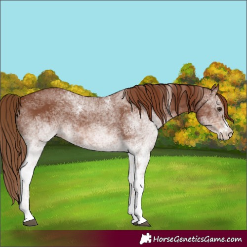 Horse Color:White Spotted Chestnut