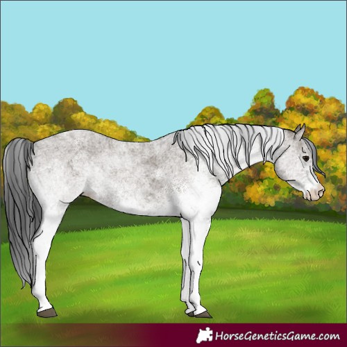 Horse Color:White Spotted Grullo