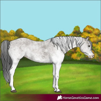 Horse Color:White Spotted Grullo 