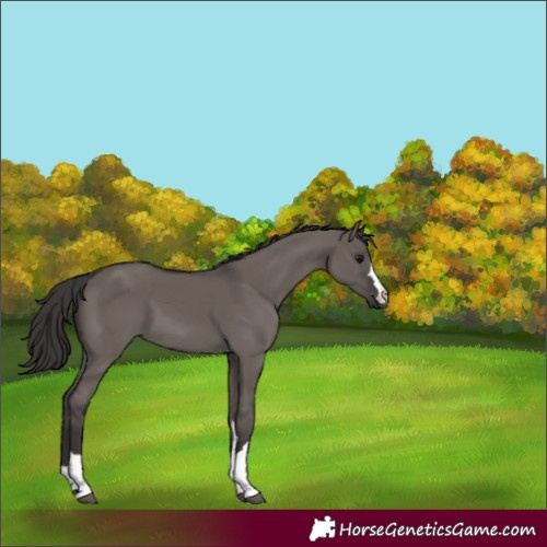 Horse Color:Smoky Grullo 