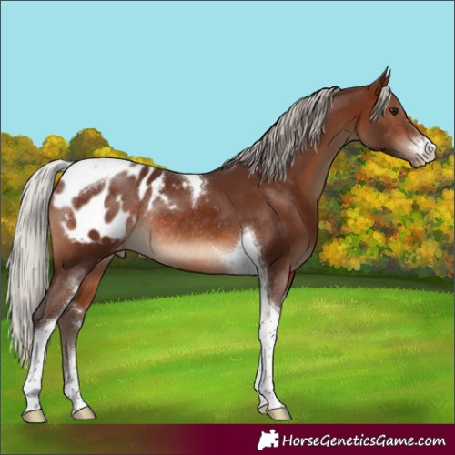 Horse Color:Silver Brown Sabino Tobiano Appaloosa Rabicano 