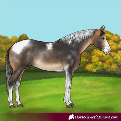 Horse Color:Buckskin Sabino Tobiano Rabicano 