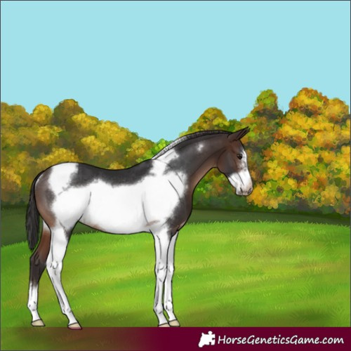 Horse Color:Brown Tobiano Frame Rabicano 