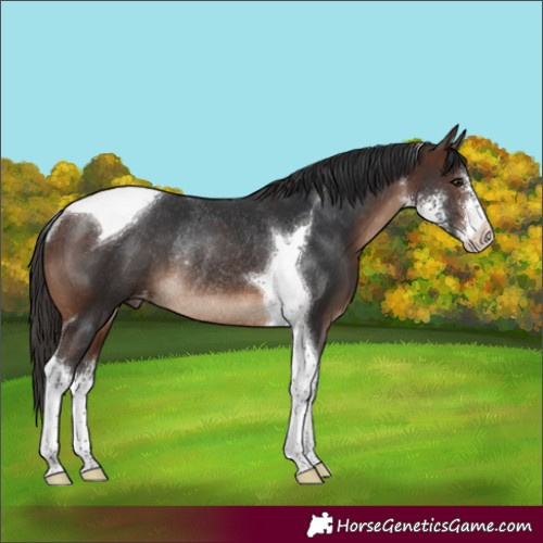Horse Color:Brown Sabino Tobiano Appaloosa Rabicano 