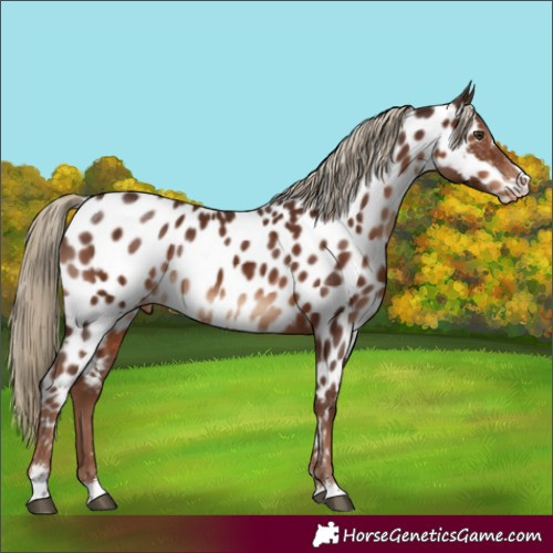 Horse Color:Liver Chestnut Appaloosa Rabicano 
