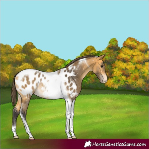 Horse Color:Buckskin Tobiano Appaloosa Rabicano 