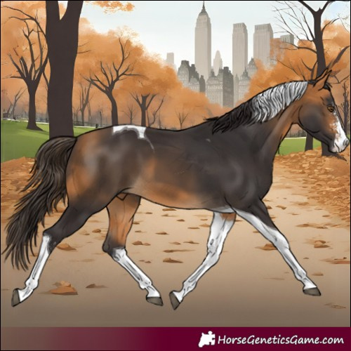 Horse Color:Buckskin Sabino Tobiano 