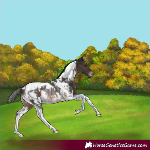 Horse Color:White Spotted Brown Tobiano Appaloosa Rabicano 