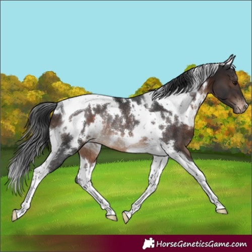 Horse Color:White Spotted Brown Tobiano Appaloosa Rabicano