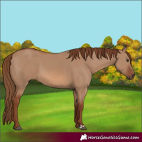 Horse Color:Red Dun 