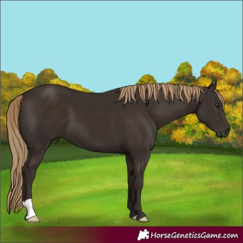 Horse Color:Liver Chestnut 