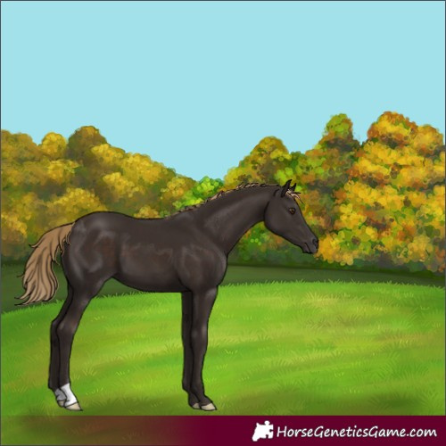 Horse Color:Liver Chestnut 