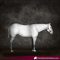 Horse Color:Gray Black 