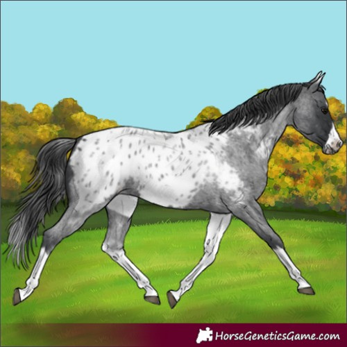 Horse Color:White Spotted Blue Roan Splash Frame Appaloosa