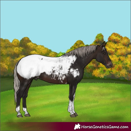 Horse Color:Gray Silver Bay Tobiano Snowcap 