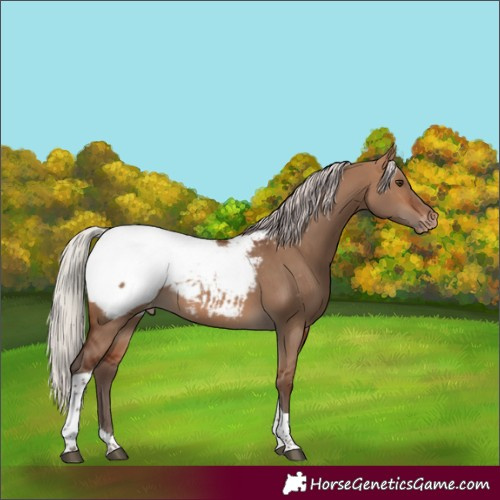 Horse Color:Silver Brown Dun Tobiano Appaloosa