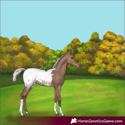 Horse Color:Silver Brown Dun Tobiano Appaloosa 