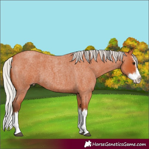 Horse Color:Silver Bay Roan Splash 