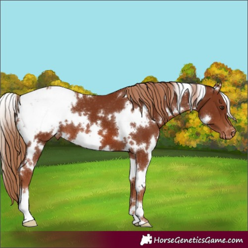 Horse Color:White Spotted Chestnut Varnish 