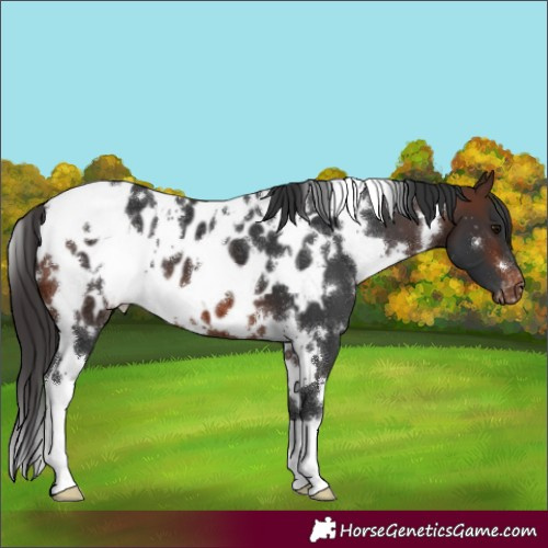 Horse Color:White Spotted Brown Near Leopard 