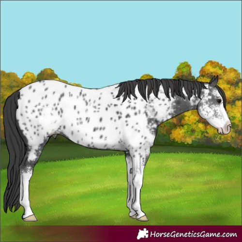 Horse Color:Black Sabino Near Leopard 