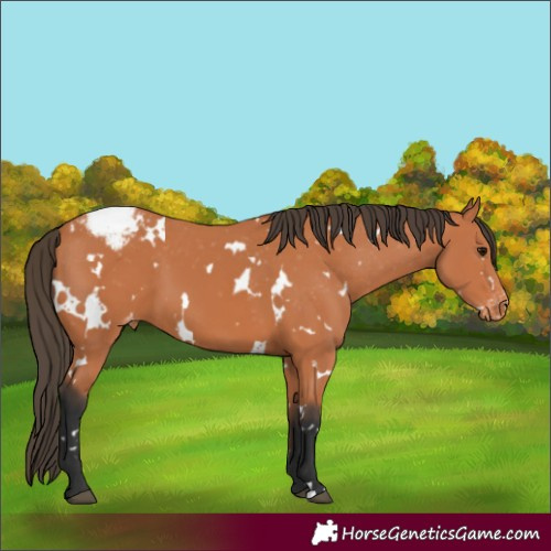 Horse Color:White Spotted Bay Appaloosa 