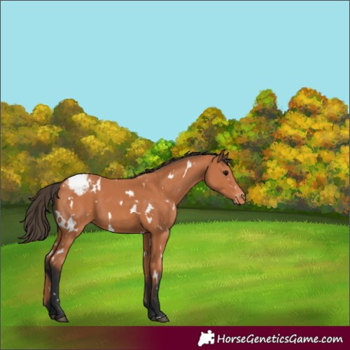Horse Color:White Spotted Bay Appaloosa