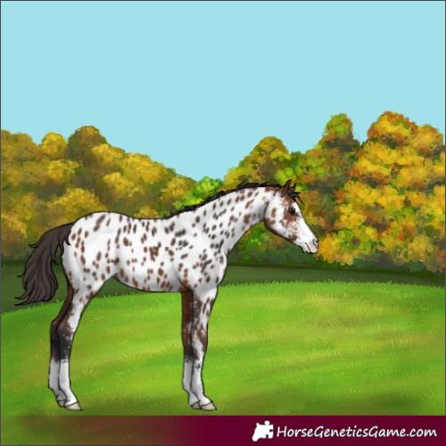 Horse Color:Bay Sabino Appaloosa 