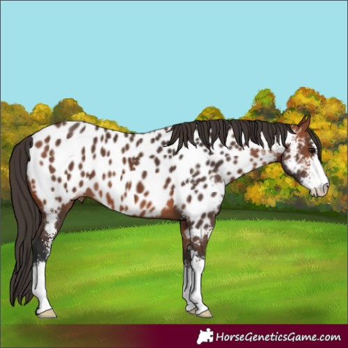 Horse Color:Bay Sabino Appaloosa 