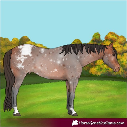 Horse Color:Bay Appaloosa