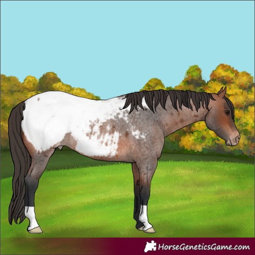 Horse Color:Bay Roan Appaloosa 