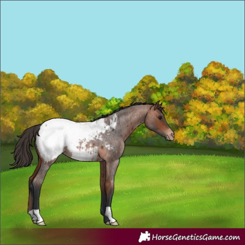 Horse Color:Bay Roan Appaloosa