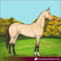 Horse Color:Buckskin Roan Dun Tobiano