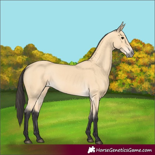 Horse Color:Buckskin
