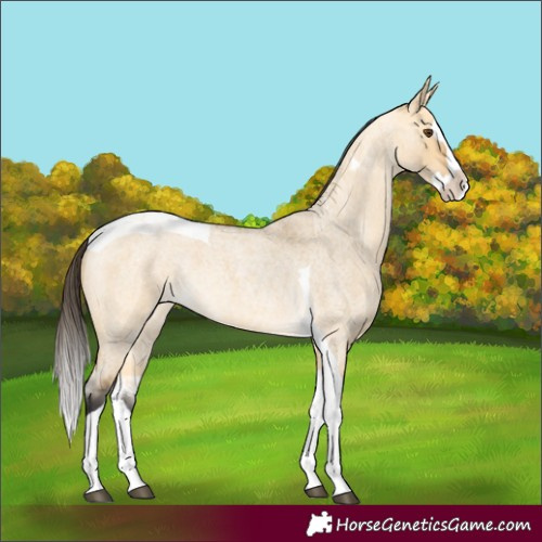 Horse Color:Buckskin Roan Dun Splash Tobiano 