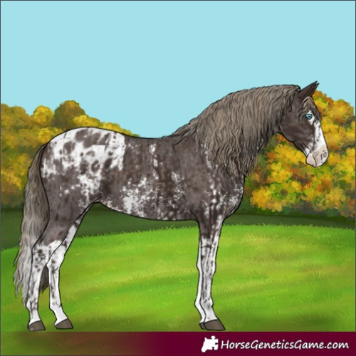 Horse Color:Liver Chestnut Sabino Splash Appaloosa  and Liver Chestnut Sabino Splash Appaloosa 