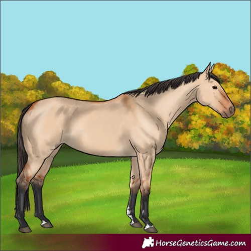 Horse Color:Bay Dun 