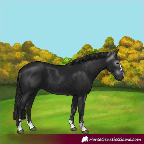 Horse Color:Gray Black 
