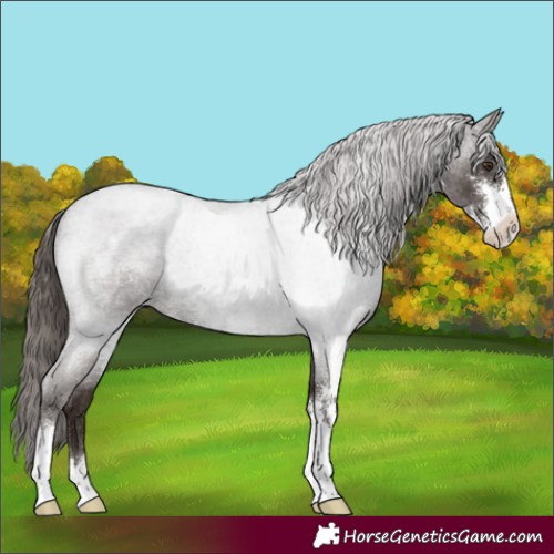 Horse Color:Liver Red Roan Sabino 